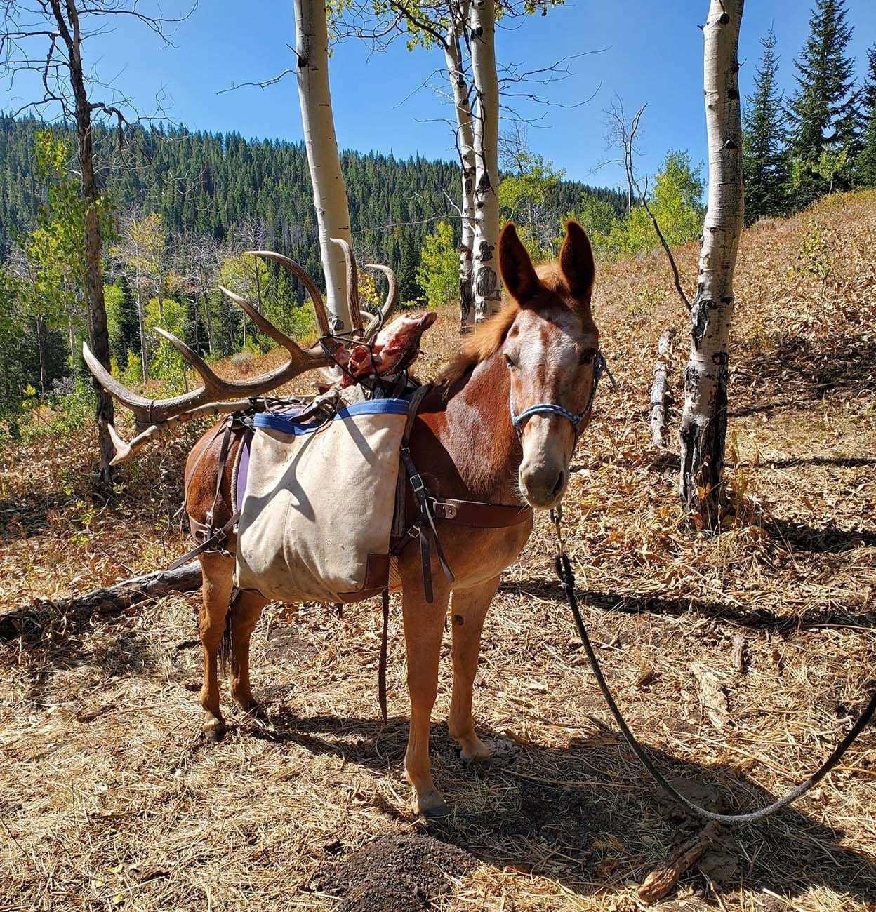 Bodnik Bows Bowhunting Pic Fall 2020
